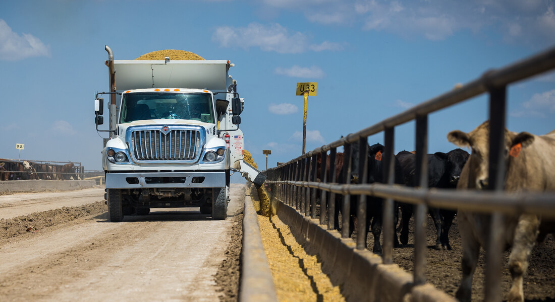 Front-on view of a white feed truck driving on the road pouring feed into the feedyard