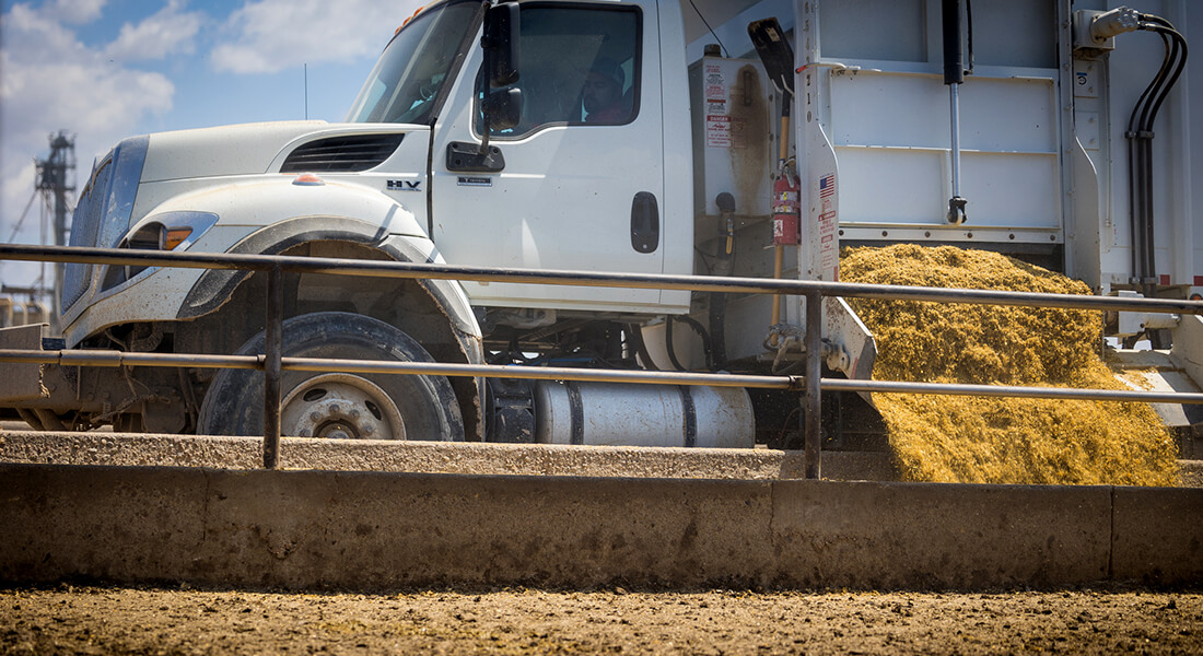 Side view of a white feed truck pouring feed into the feedyard
