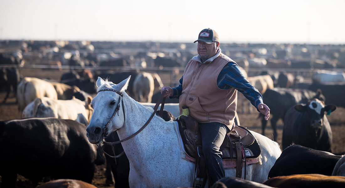Male pen rider on a dapple gray horse in a feedyard rounding up cows 