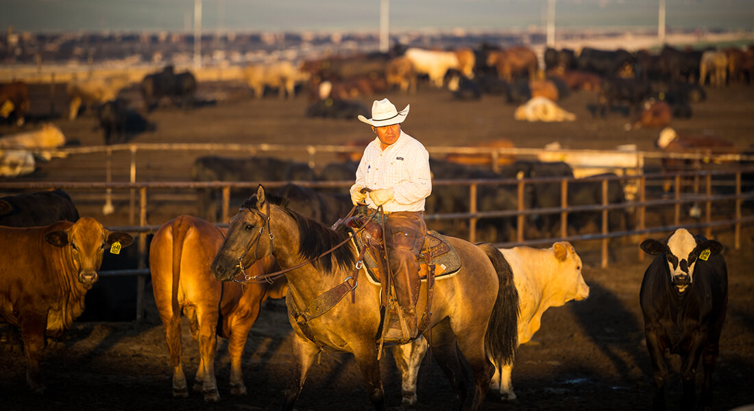 Male pen rider on a brown horse in a feedyard rounding up cows