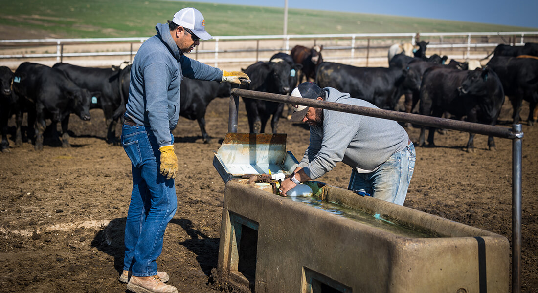 Yard maintenance workers inspecting a watering trough