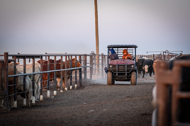 Employees checking cattle in a UTV